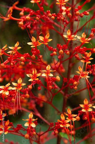 A beautiful red tropical flower  Pagoda-Flower  Clerodendrum paniculatum . Seychelles.