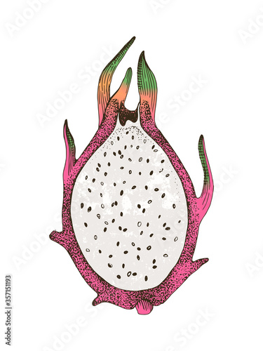 Hand drawn half oh pitaya fruit.