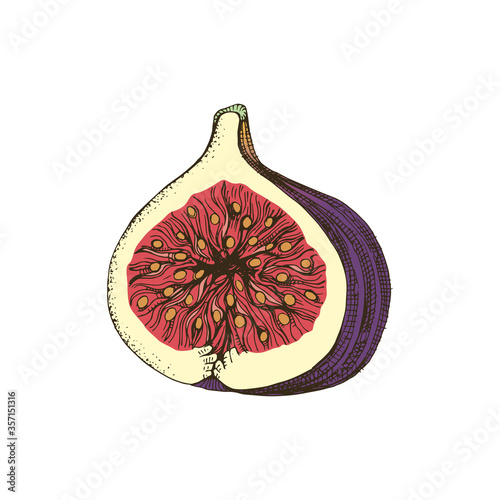 Hand drawn colorful fig half