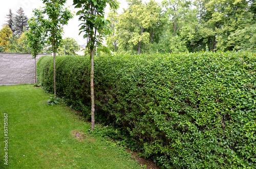 ligustrum ovalifolium vulgare green hedge trimmed in  garden lawn moving row trees wall tree truk  photo