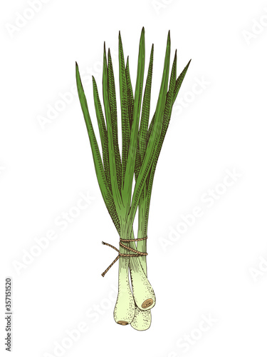 Hand drawn spring onions bunch