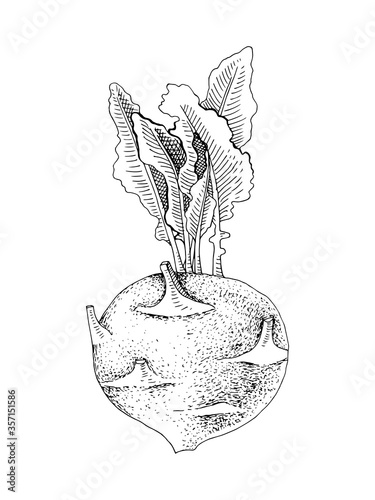 Hand drawn kohlrabi plant