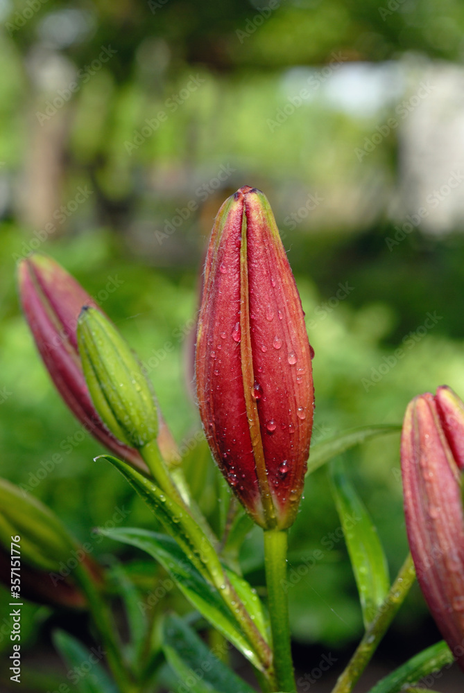 Maroon lilies in flowerbed closeup. Shallow depth of field Maroon lilies in flowerbed closeup. Shallow depth of field
