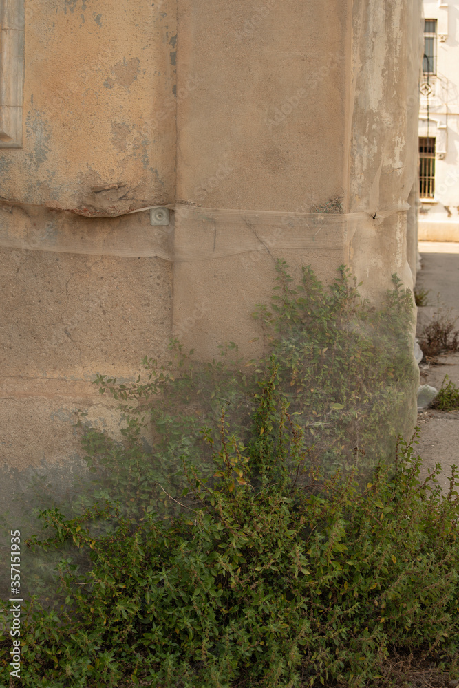 detail of climbing plant growing over an antique yellow wall-building detail of climbing plant growing over an antique yellow wall-building