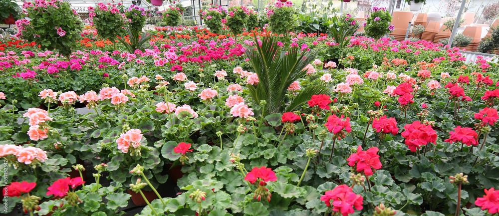 greenhouse with many pots of geraniums blossomed in spring