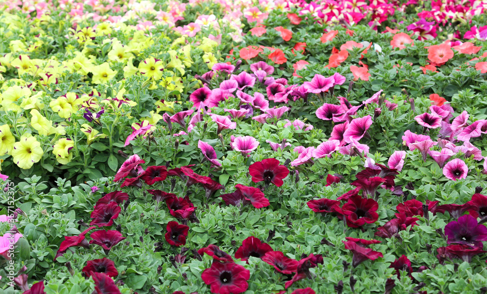 many pots of colorful petunias flowers for sale