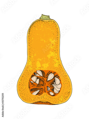 Hand drawn half of butternut pumpkin