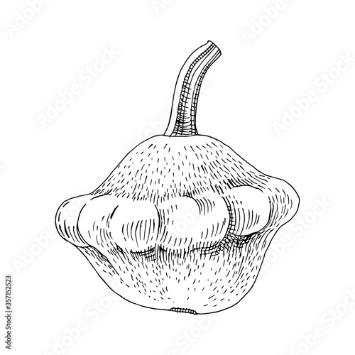 Hand drawn squash