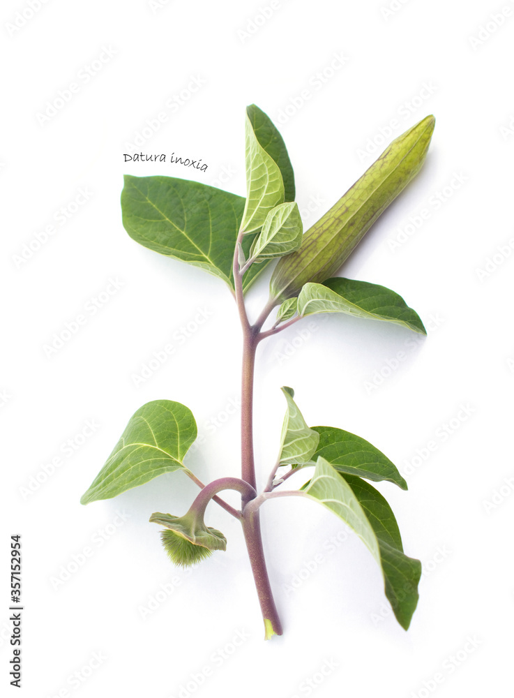Fototapeta premium Oddział Herbarium Datura inoxia