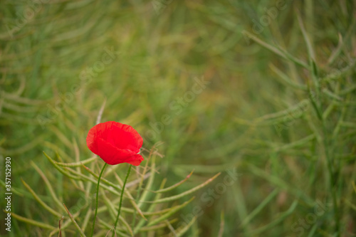 Klatschmohn 04