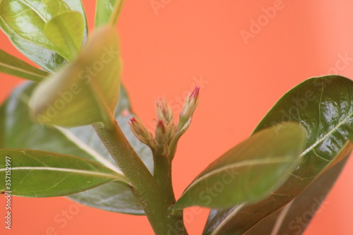 Adenium borgeons