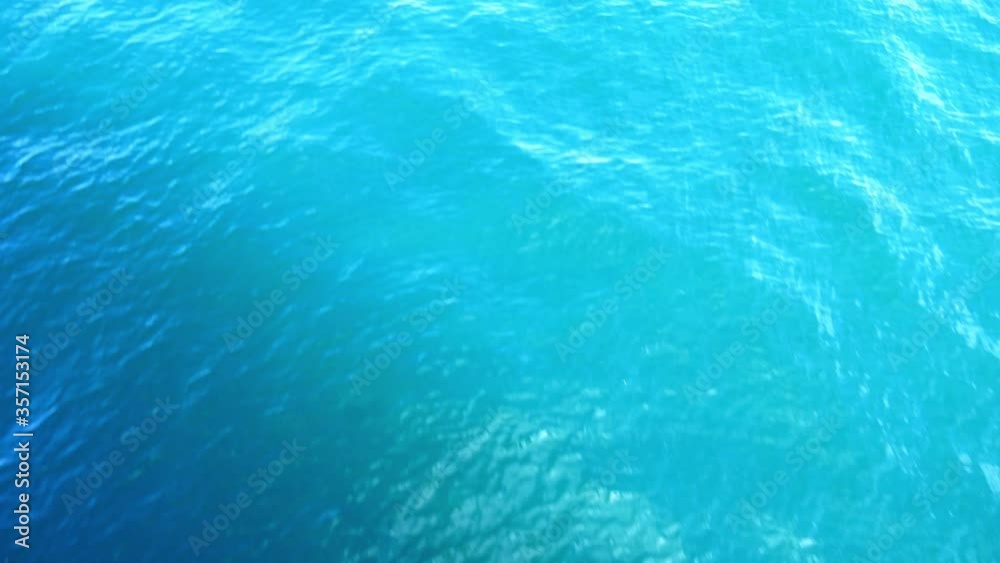 Right-whale dolphins with no dorsal fin hunting in crystal clear water Right-whale dolphins with no dorsal fin hunting in crystal clear water