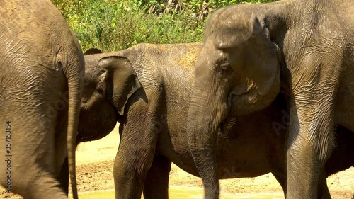 Elephant herd using water on road to cool themselves photo