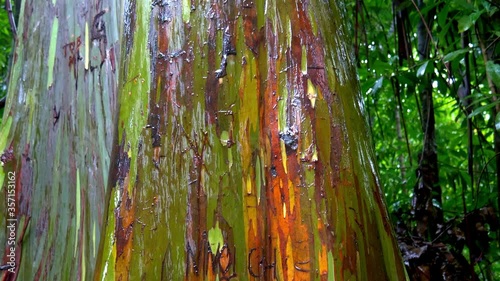 Pan up rainbow trees in Hawaii photo