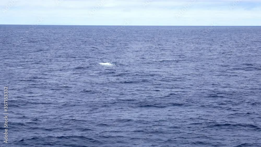 Biggest animal ever on earth shows near boat Biggest animal ever on earth shows near boat