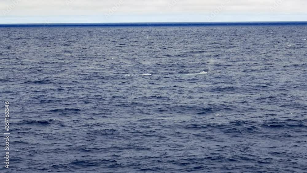 Blue whale surfaces in rough offshore weather Blue whale surfaces in rough offshore weather