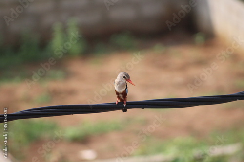 Kingfisher near Ebrie's Laguna photo