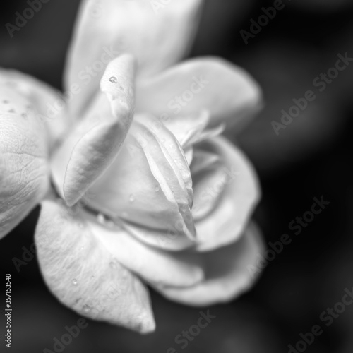 Small Rose in black and white