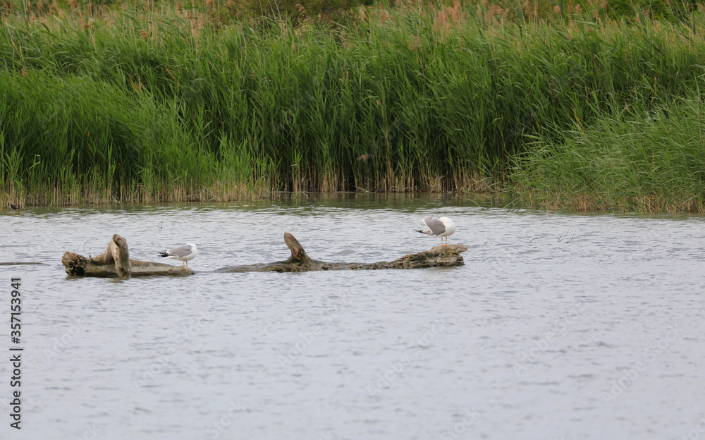 reed bed and vegetation and typical fauna of the river