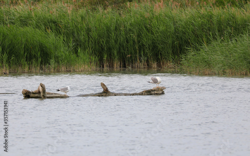 reed bed and vegetation and typical fauna of the river