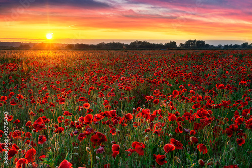 Fototapeta Naklejka Na Ścianę i Meble -  Beautiful poppy field during sunrise