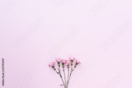 Five pink carnations on a light horizontal background.