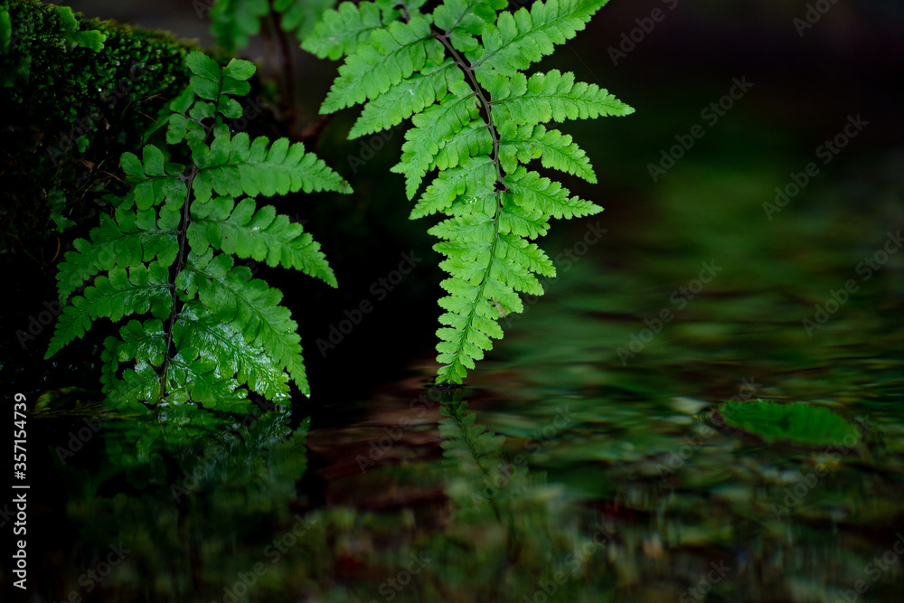 Fototapeta premium 清流