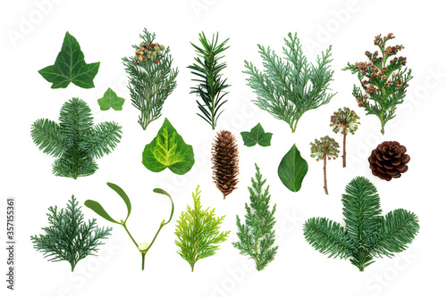 Natural winter greenery with flora & fauna of ivy, mistletoe, cedar cypress, spruce fir, yew & pine cones. Nature study 