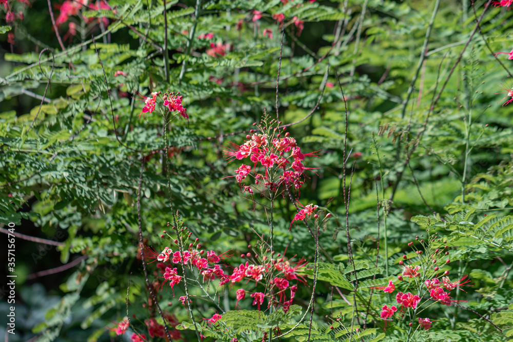 Naklejka premium Selective focus colorful Dwarf Poinciana in green background.Also called Barbadose Pride, Flamboyant, Flame Tree.Beautiful orange flower in a garden.
