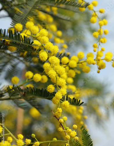 branch of yellow mimosa in bloom in March symbol of Womens Day photo