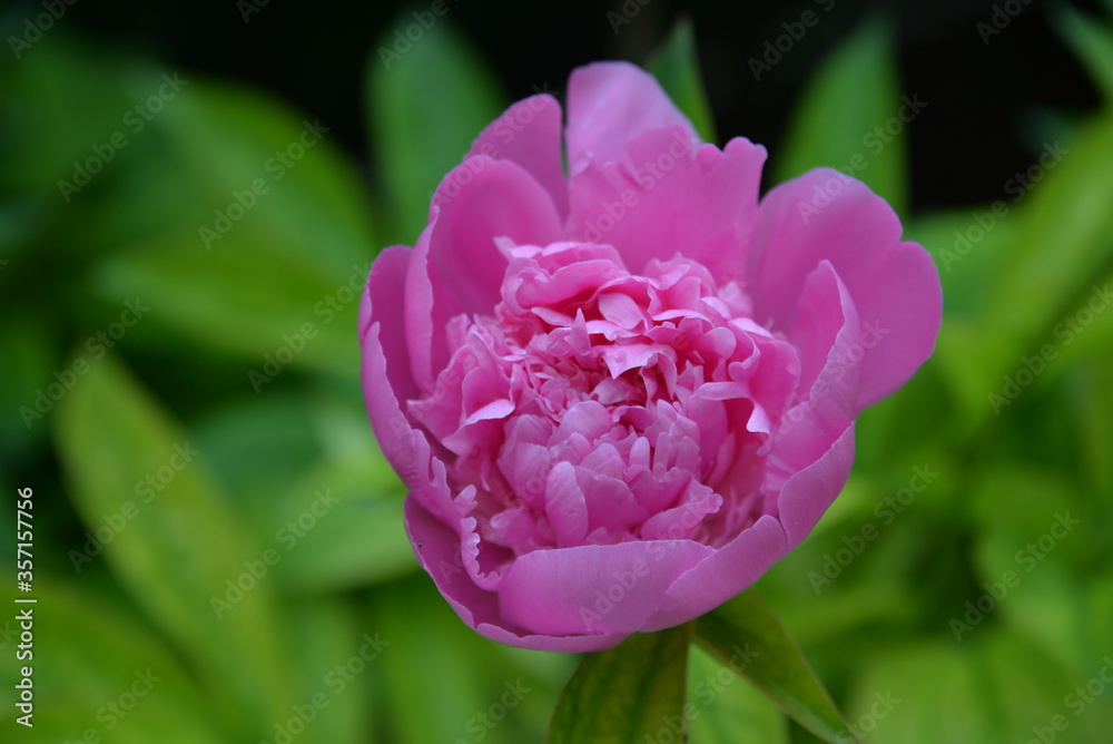 garden flower pink peony bloomed in spring, it is tender and beautiful garden flower pink peony bloomed in spring, it is tender and beautiful