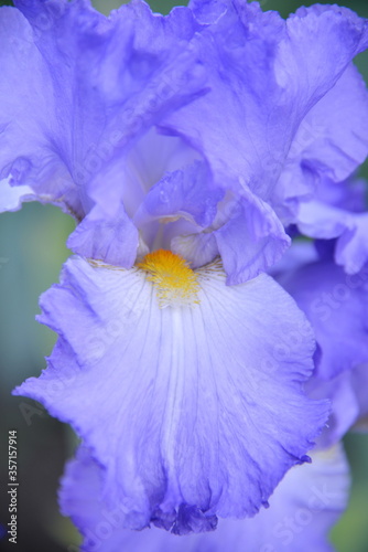 meadow iris flower, different colors bloomed in the spring, it is tender and beautiful