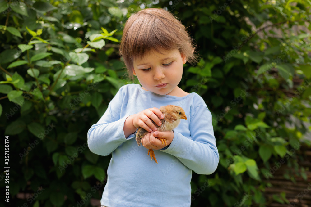 cute girl holding a baby chicken. Little girl in a blue T-shirt of Caucasian appearance takes care and loves an animal cute girl holding a baby chicken. Little girl in a blue T-shirt of Caucasian appearance takes care and loves an animal