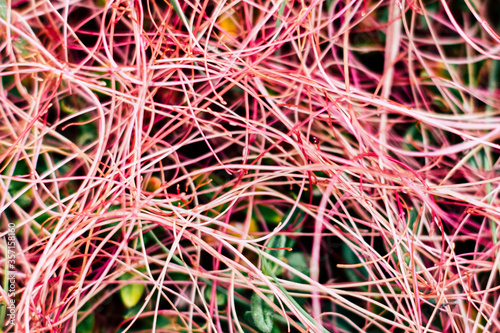 Filaments rose colorés - Arrière plan végétal abstrait