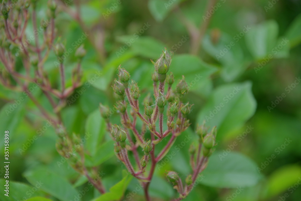 garden flower flying rose released buds in spring, it is tender and beautiful garden flower flying rose released buds in spring, it is tender and beautiful