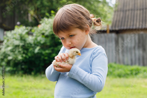 cute girl holding a baby chicken. Little girl in a blue T-shirt of Caucasian appearance takes care and loves an animal