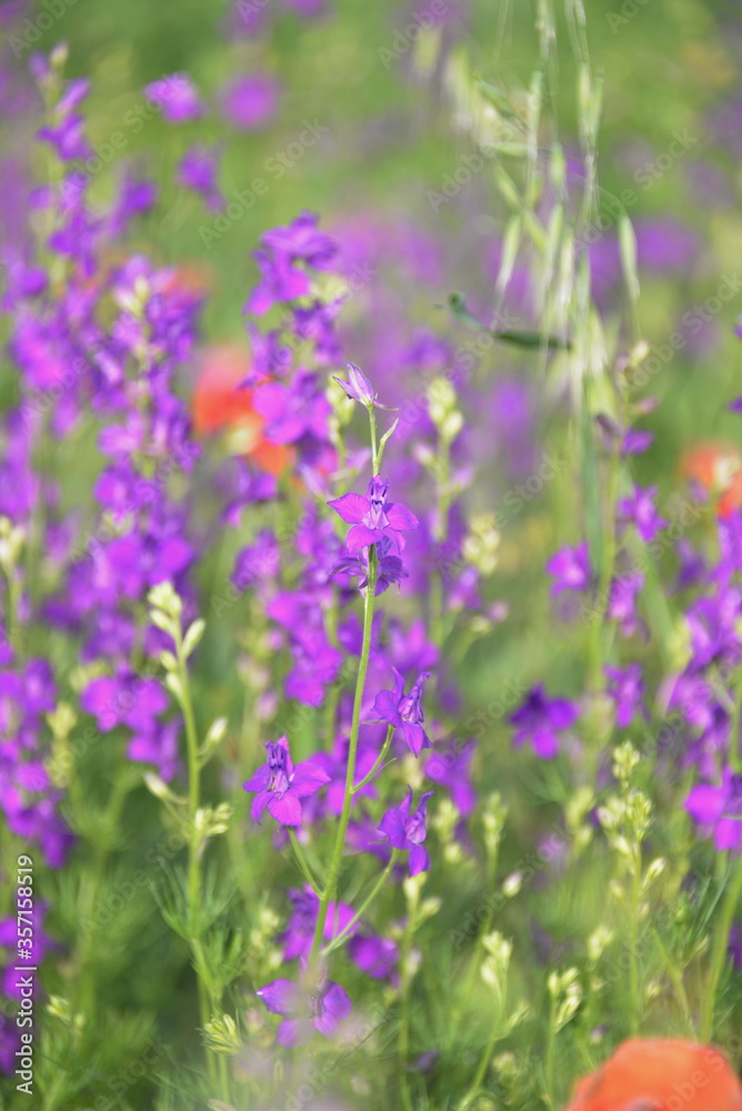 fawn lilac flowers and red poppies themselves grow and bloom in the fields in summer