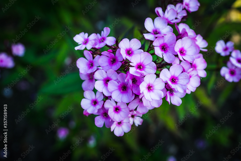 Blooming phlox in the garden. Shallow depth of field.
