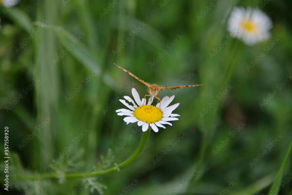 garden and field flower white camomile bloomed in the summer in the field garden and field flower white camomile bloomed in the summer in the field
