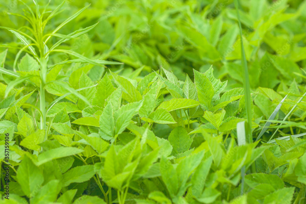 Green and clean plant leaves. Summer natural background Green and clean plant leaves. Summer natural background