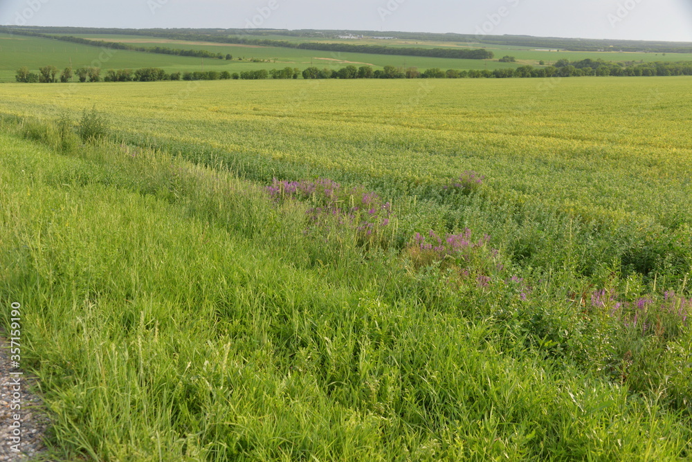 a beautiful green field with grass and flowers stretches far away on a summer day a beautiful green field with grass and flowers stretches far away on a summer day