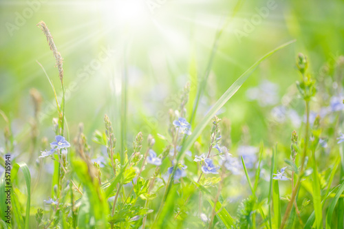 Closeup nature view of green leafs, plants and grass © VERSUSstudio