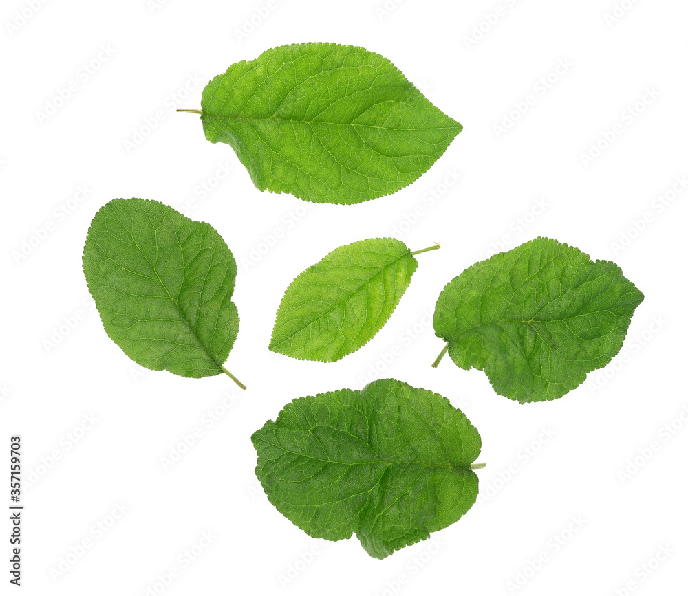 Plum leaves isolated on white background Plum leaves isolated on white background