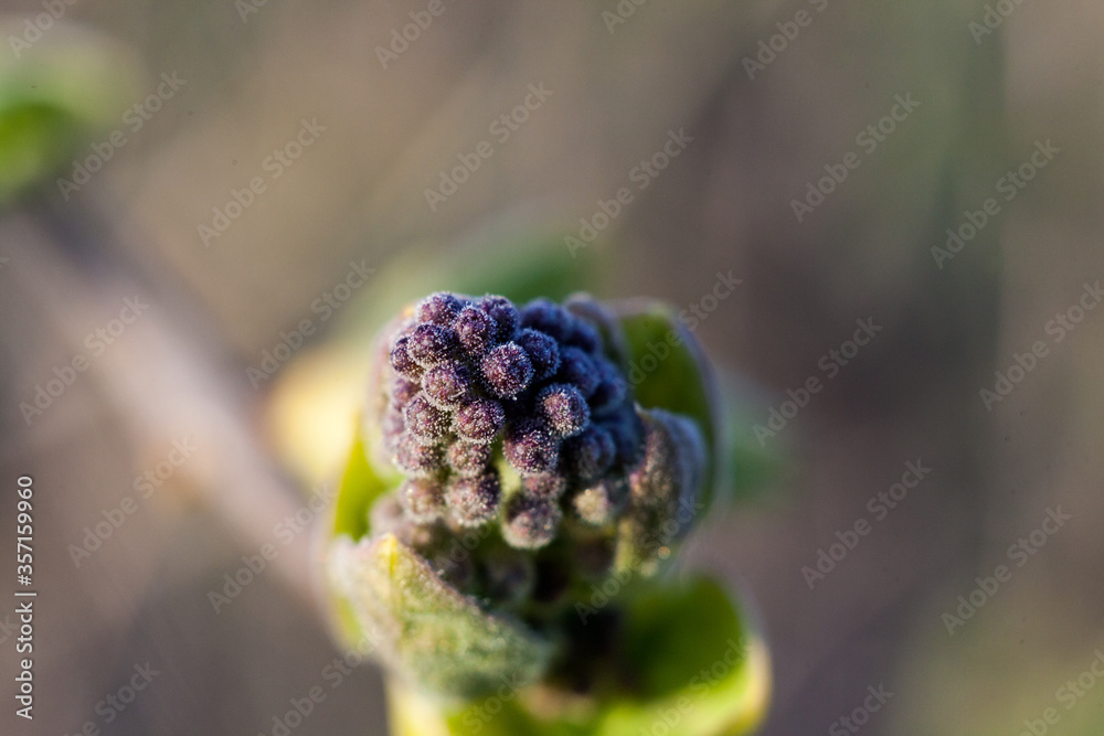 Macro photo of a leaf, bump on a young tree