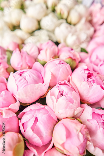Floral carpet or Wallpaper. Background of pink and white peonies. Morning light in the room. Beautiful peony flower for catalog or online store. Floral shop and delivery concept .