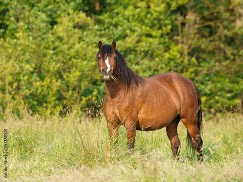 Pretty Pony In Paddock