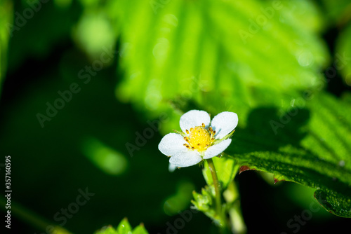 Blooming strawberry plant in the garden. Selective focus.
