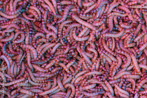 Close up Mealworm larvae background.Close up worms.