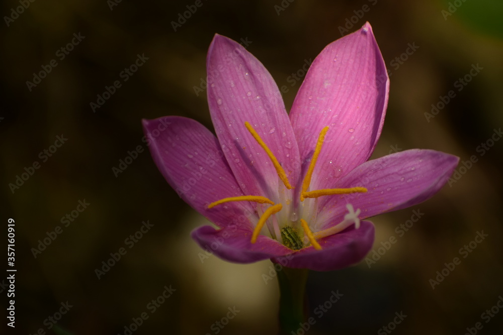 amazing picture of fresh pink flower. amazing picture of fresh pink flower.