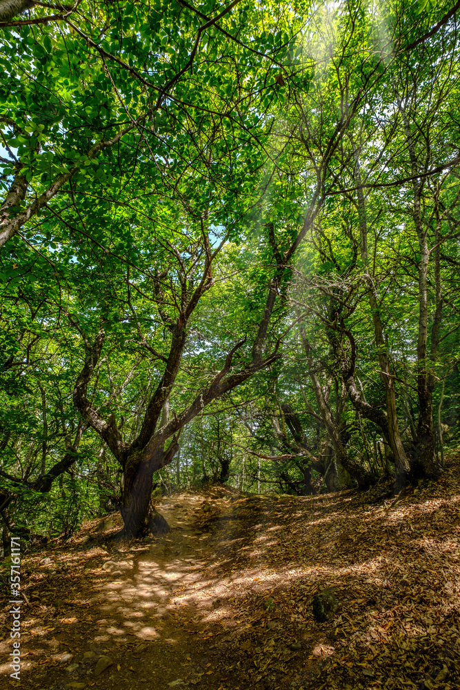 leafy forest landscape, nature conservation adventures concept. Asturias Spain sun light between trees leafy forest landscape, nature conservation adventures concept. Asturias Spain sun light between trees